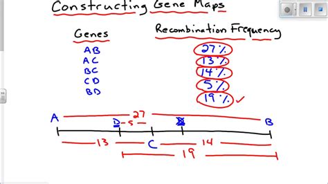 How To Find Recombination Frequency