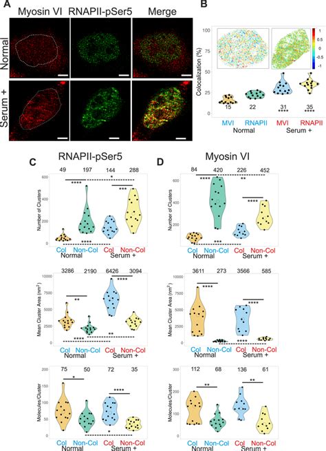 Nuclear Organisation Of RNAPII And Colocalization With Myosin VI A