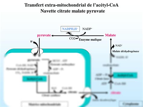 SOLUTION Ch4 Metabolisme Du Cholest Rol Biochemistry Biochimie Studypool