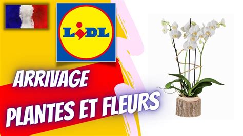 Arrivage Lidl Plantes Et Fleurs Ao T Offres France