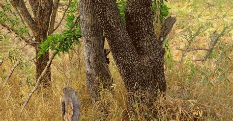 Scegli Uno Di Questi Alberi Di Natale E Scopri Un Messaggio Importante