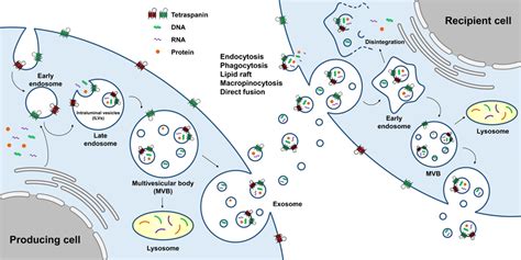 Schema Describing Biogenesis Of Exosomes Biogenesis Of Exosomes Starts