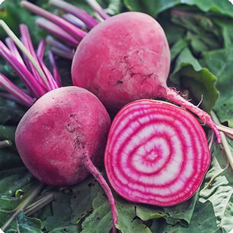 Chioggia Beet Seeds – Heirloom Untreated NON-GMO From Canada – The Incredible Seed Company Ltd