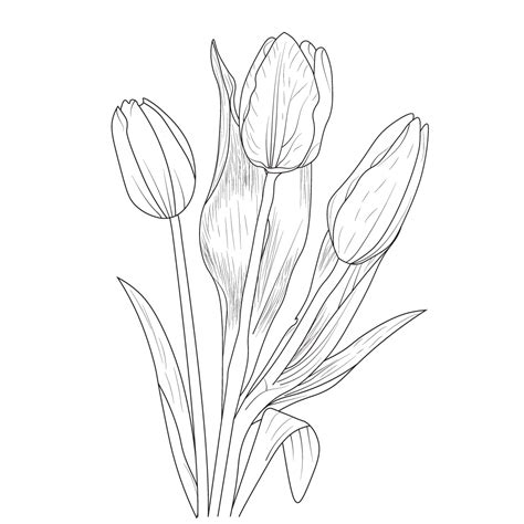 Tulip Illustration Tulip Illustration Black And White Botanical Tulip