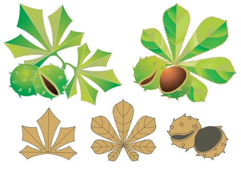 Grafika Wektorowa Kasztan Kasztan Obrazy Wektorowe Depositphotos