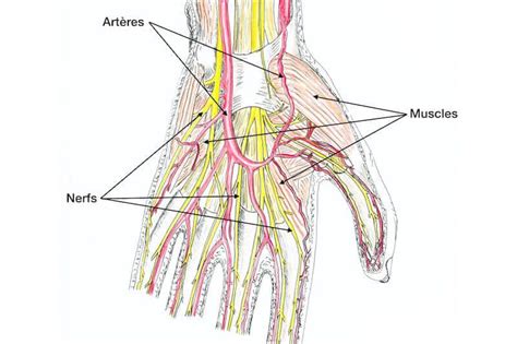 Pathologie De La Main Et Pathologie Du Poignet Pr Eric Roulot