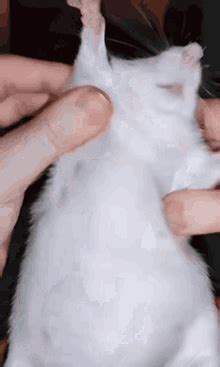 Dancing Rat GIF - Dancing Rat - Discover & Share GIFs