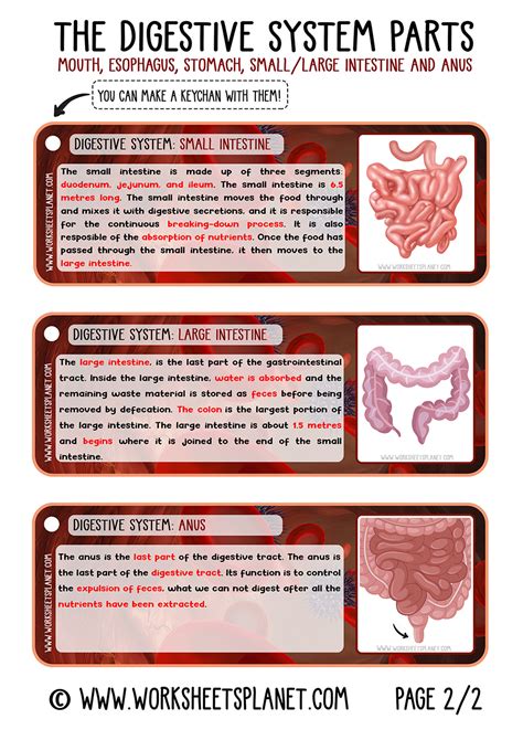 Digestive System for Kids (Diagram + Theory + Vocabulary)