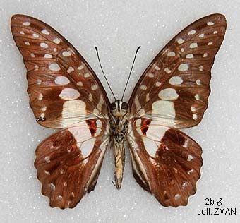 Papua Insects Foundation Lepidoptera Papilionidae Graphium Macfarlanei