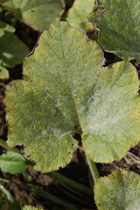 Melon Leaf Symptoms | Cornell Vegetables