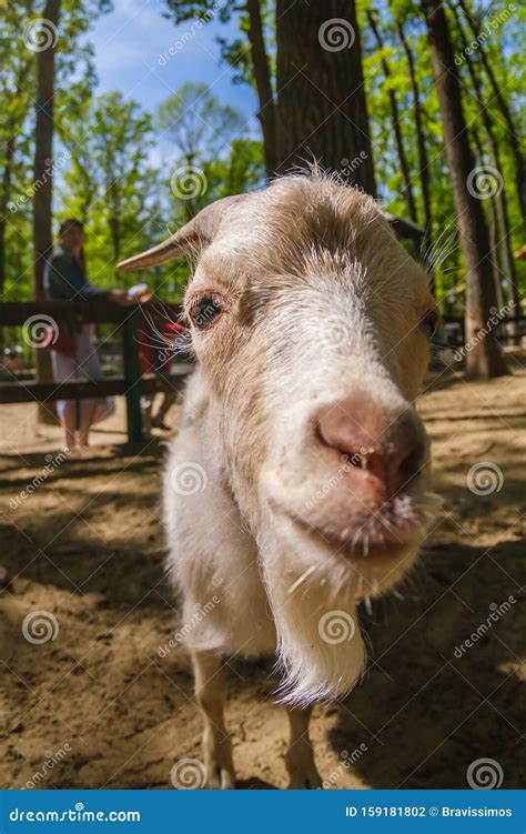 Goat Animal Farm Mammal Domestic Fur Stock Photo Image Of Cute Jump