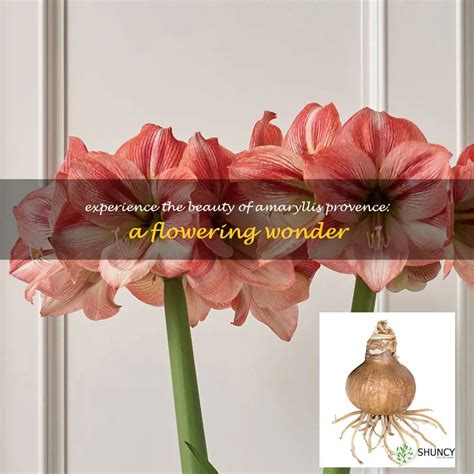 Experience The Beauty Of Amaryllis Provence A Flowering Wonder Shuncy