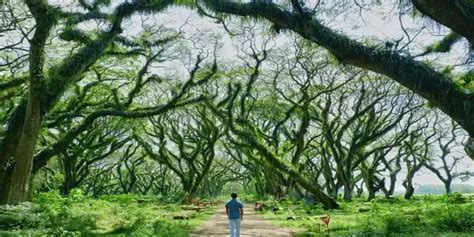 De Djawatan Hutan Ajaib Bak Negeri Dongeng Di Banyuwangi