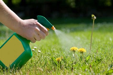 Tips to Help You Control Lawn Weeds More Effectively - Latest Business ...