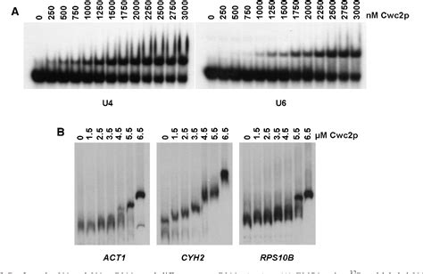 Figure From The Rna Binding Protein Cwc Interacts Directly With The