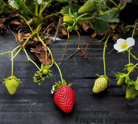 Fragaria Virginiana Flower Herbaceous Plants Perennial Web Page