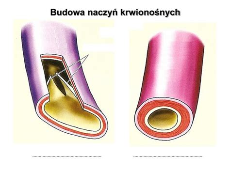 PPT Temat BUDOWA I FUNKCJONOWANIE UKŁADU KRWIONOŚNEGO PowerPoint