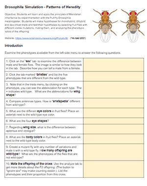 Genetics - Virtual Fly Lab