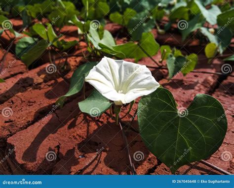 Ipomoea Obscura Wild Morning Flower Morning Glory Stock Photo