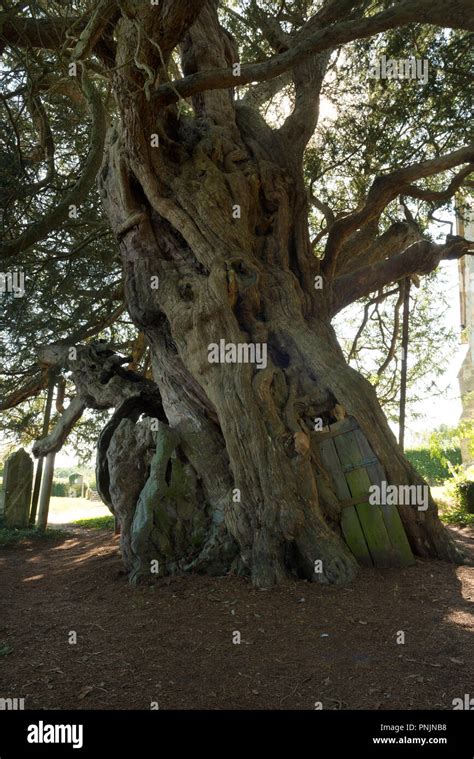 Ancient Yew tree, Taxus baccata, Crowhurst, St Georges Curuch, Surrey, with shingle spire ...