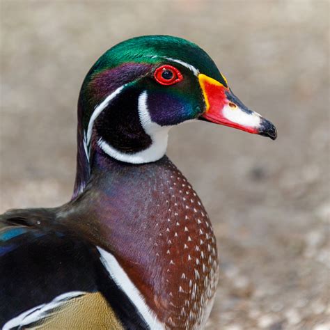 Wood Duck Free Stock Photo Public Domain Pictures