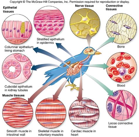 Animal Tissues Grade 10 Questions And Answers