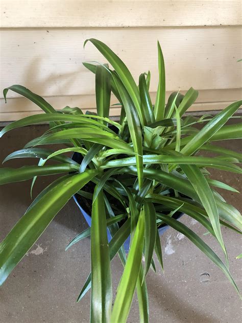 My Spider Plant Is Dropping Leaves Like Crazy Please Help I’m Freaking Out R Plantclinic