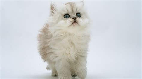 persian - Persian Cats Photo (34588950) - Fanpop