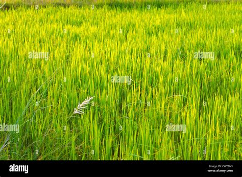 Chhattisgarh Agriculture High Resolution Stock Photography and Images ...