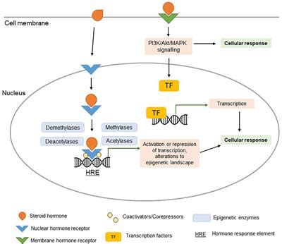 Frontiers Sexual Dimorphism In Innate Immunity The Role Of Sex