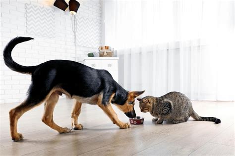 What Happens If A Dog Eats Cat Food The Pros And Cons Foody Paws