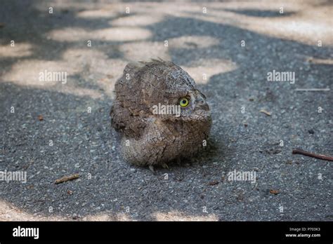 Baby of common scops owl (Otus scops Stock Photo - Alamy