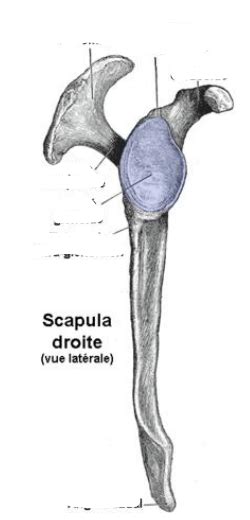 Diagramme De Scapula Vue Lat Rale Quizlet