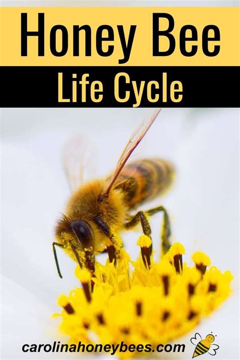 Complete Honey Bee Life Cycle | Honey bee life cycle, Bee life cycle ...