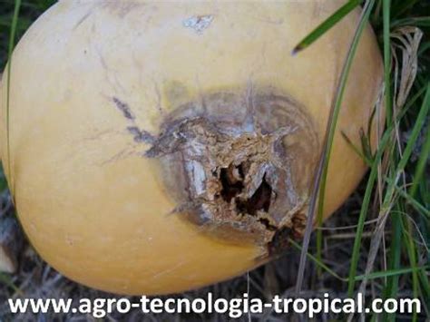 Cultivo de la Auyama o Calabaza siembra riego y fertilización