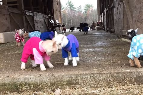 Baby Goats From Mainein Pajamas Video