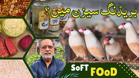 Soft Food For Java Sparrows And Love Birds Fawn Java Breeder Kbc