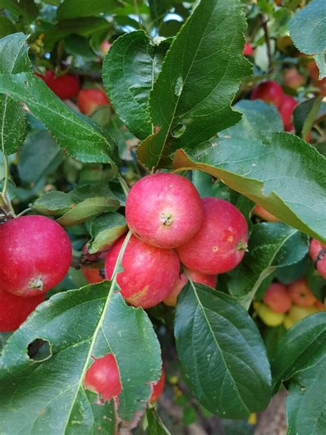 10+ Heirloom Crabapple Tree Seeds Canada Grown, Hardy Fruit Tree Pink ...