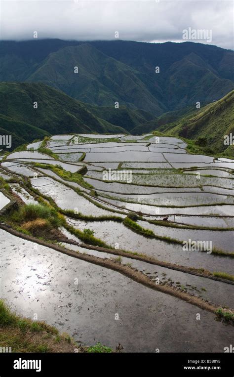 Sunshine Reflected On Water Filled Rice Terraces The Cordillera