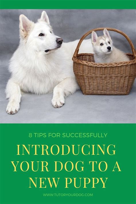 8 Tips For Successfully Introducing Your Dog To A New Puppy Training