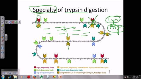 Where Is Trypsin Active