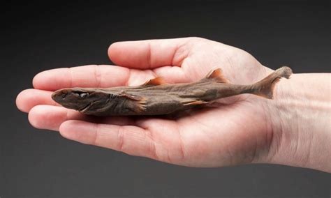 Dwarf Lantern Shark: Smallest Shark in the World