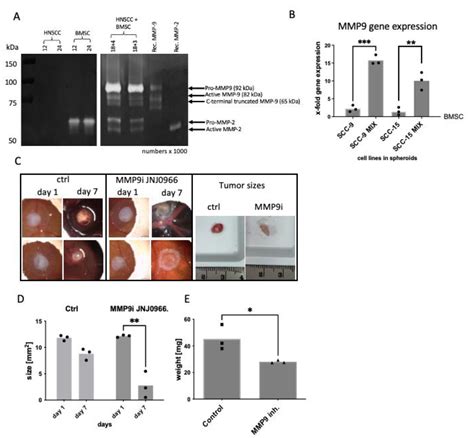 Ijms Free Full Text Opposing Mmp 9 Expression In Mesenchymal