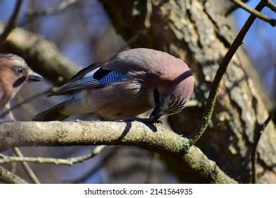 6,577 Brown jay bird Images, Stock Photos & Vectors | Shutterstock