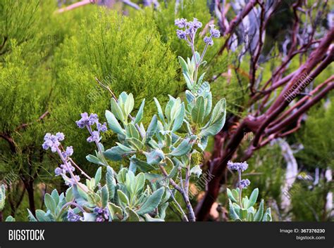 Chaparral Plants Image & Photo (Free Trial) | Bigstock