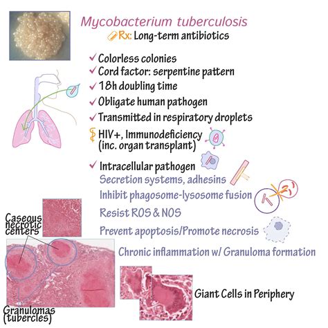 Immunology/Microbiology Glossary: Mycobacterium tuberculosis | Draw It ...