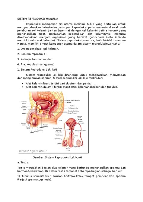 Doc Sistem Reproduksi Manusia