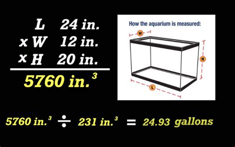 What`s the Best Aquarium Size: Standard Fish Tank Sizes | 2024