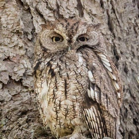 Barred Owl Peek A Boo Art Print By Jennie Marie Schell Artofit