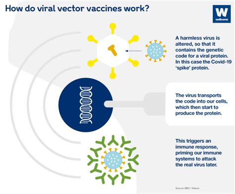 How do the Pfizer and Oxford vaccines fight COVID-19? | World Economic ...